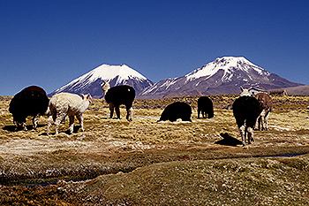 sajama_21.jpg