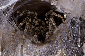 spinne_02.jpg