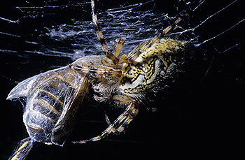 spinne_03.jpg