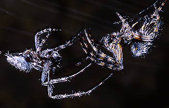 spinne_04.jpg