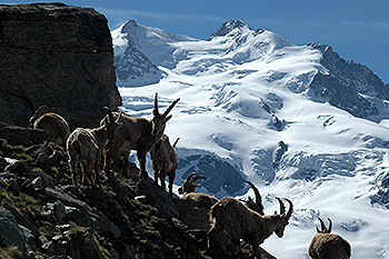steinbock_01.jpg