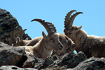 steinbock_02.jpg