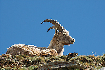 steinbock_03.jpg