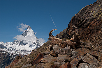 steinbock_04.jpg