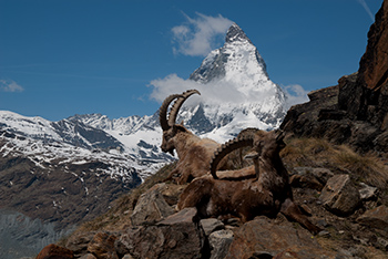 steinbock_05.jpg