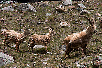 steinbock_06.jpg