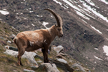 steinbock_07.jpg