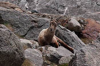 steinbock_08.jpg