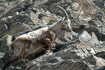 steinbock_09.jpg