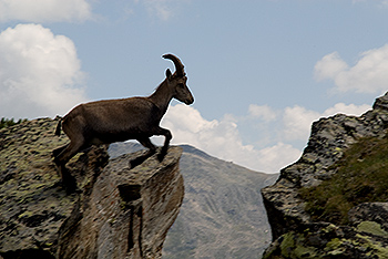 steinbock_10.jpg