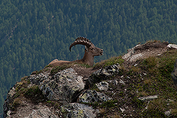 steinbock_11.jpg