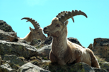 steinbock_12.jpg
