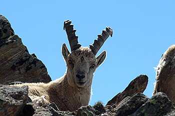 steinbock_13.jpg