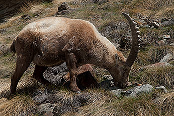 steinbock_14.jpg