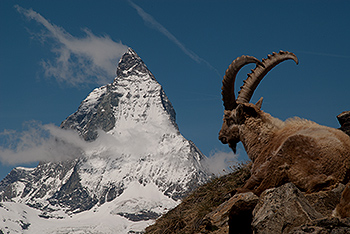 steinbock_15.jpg