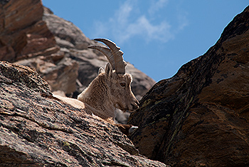 steinbock_16.jpg