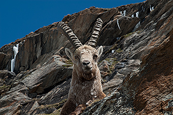 steinbock_17.jpg