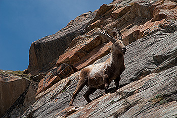 steinbock_18.jpg