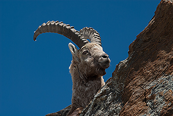 steinbock_20.jpg