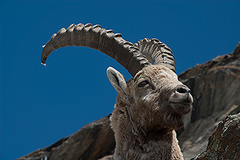 steinbock_21.jpg