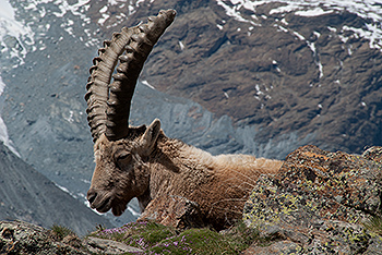 steinbock_22.jpg