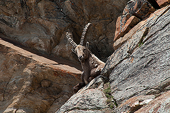 steinbock_23.jpg