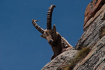 steinbock_25.jpg