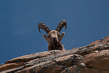 steinbock_26.jpg