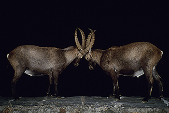 steinbock_28.jpg