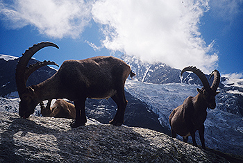 steinbock_29.jpg