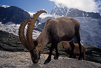 steinbock_30.jpg