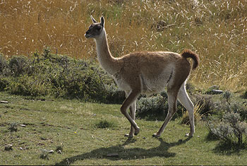 torres-del-paine_12.jpg