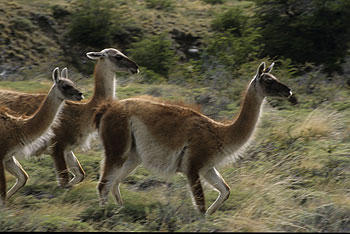 torres-del-paine_13.jpg