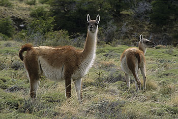 torres-del-paine_14.jpg