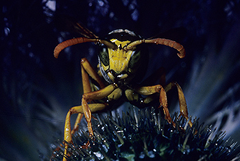 wespe_07.jpg